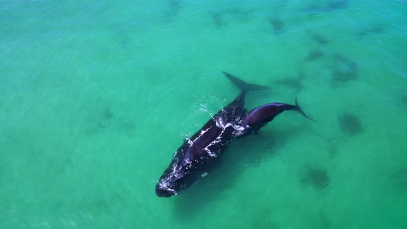 Southern Right mom with her newborn calf in clear shallows, Cape Whale Coast whale season