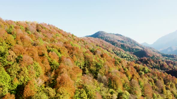 Drone Flying Over Beautiful Colorful Forest in a Sunny Day of Autumn