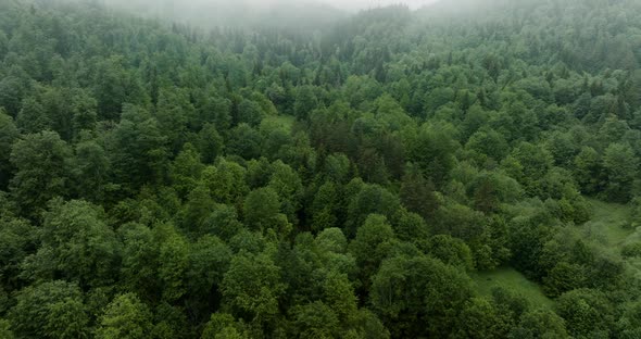 AERIAL - Misty forest in the Caucasus Mountains, Georgia, reverse rising tilt up