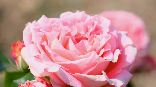 Beautiful delicate picturesque bush blooming roses on a summer day in the park. Rose garden.