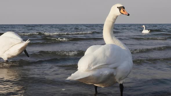 White swans on seashore