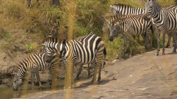 Zebras near small waterhole