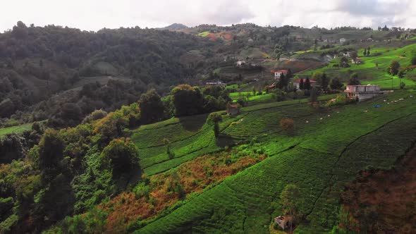 Tea Plantations in Rize Turkey