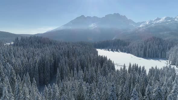 Flight Over the Snowcovered Spruce Forest with Mountains in the Background