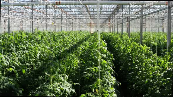 Drone Shooting of Big Modern Tomato Greenhouse Interior.