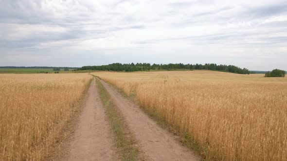 Ripe Wheat Field White Clouds