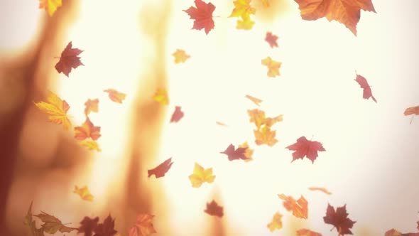 Autumn Falling Foliage - Looped