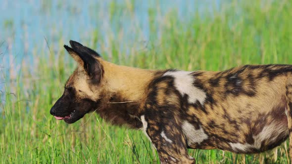 African Painted Dog Standing Near The Khwai Rivershore In Bostwana, South Africa. Close Up Shot