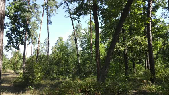 Green Forest with Trees By Day