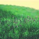 Fresh Green Field and Blue Sky in Spring - VideoHive Item for Sale
