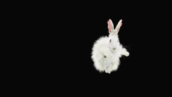 Rabbit Dancing HD