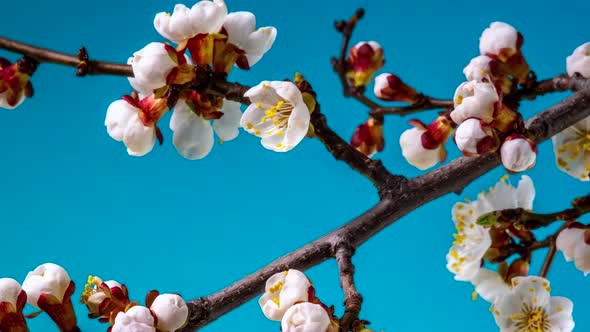 White Flowers Bloom on a Tree Branch