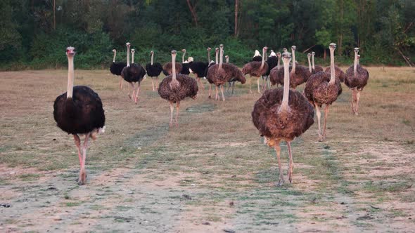 Group of Big Ostriches Walking on the Field