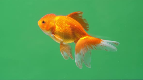 Gold Fish On Green Screen Background