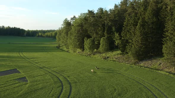 Aerial drone shot overlooking a pack of deer, grazing on a green wheat field, sunny evening, in Pork