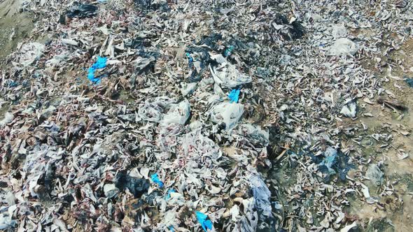 Mountain of Animal Bones