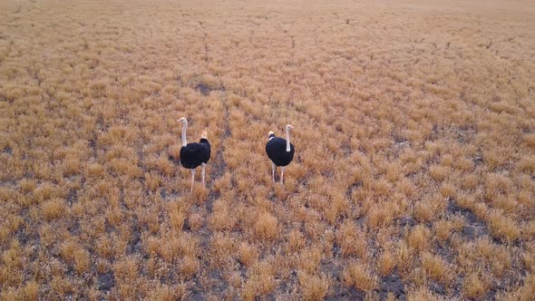 Two male ostriches standing in golden savanna, Aerial Circling Pan