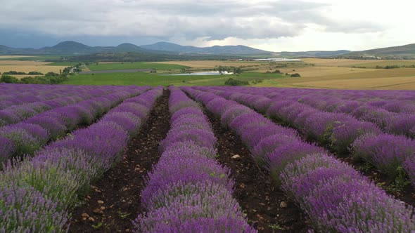 Lavender Plantings Aerial View