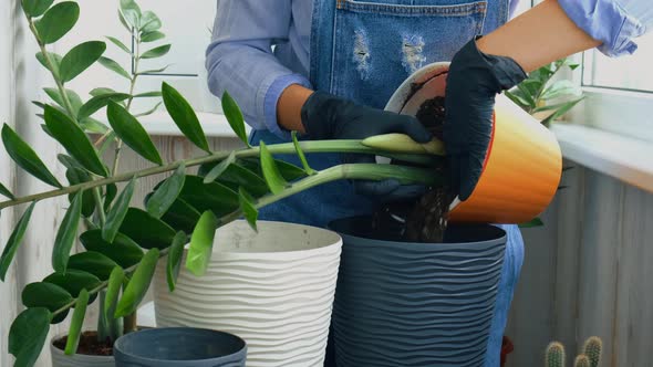 Gardener Woman Transplants Indoor Plants and Use a Shovel on Table