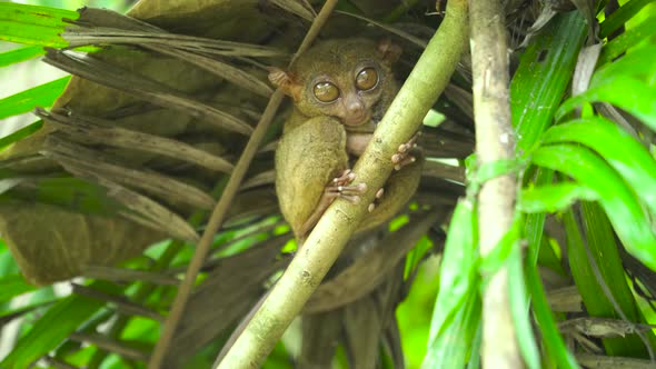 Tarsier in the Rainy Forest. Bohol, Philippines.