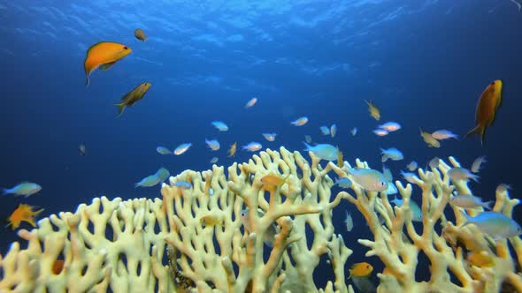 Blue Sea Water and Colourful Fish