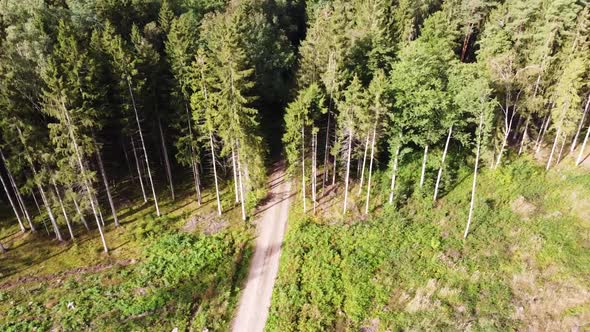 Drone is flying along side of conifer forest boundary reveaing the beauty of Lithuania's nature.