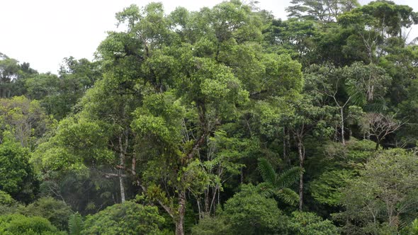 Aerial view, moving around a large tree crown growing in a tropical forest