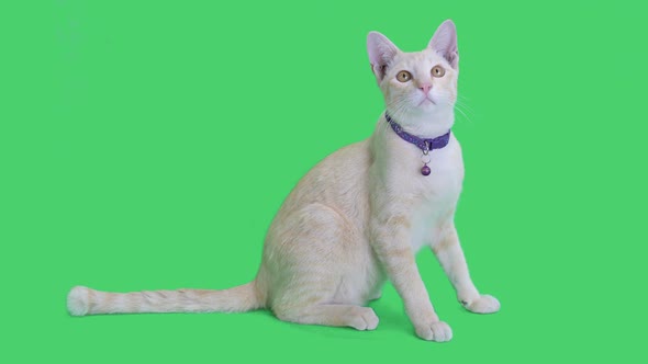 Tabby kitten sitting and looking around on chroma key background, Green screen