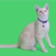 Tabby kitten sitting and looking around on chroma key background, Green screen - VideoHive Item for Sale