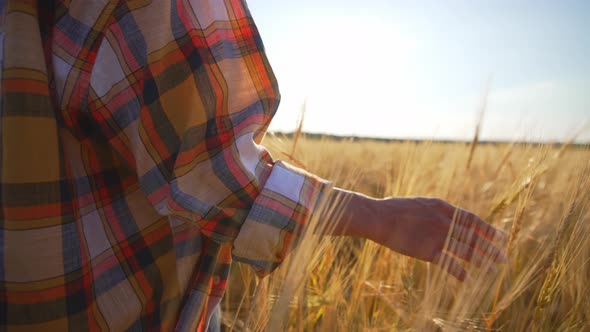 Back of Woman Who Walks Through Yellow Wheat Field in Plaid Shirt