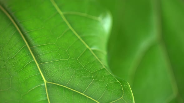 Macro Shot of a Green Leaf