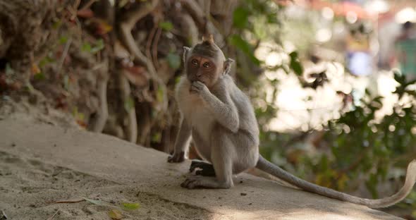 Little Monkey Eating Something Bali Indonesia