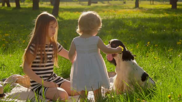 Two Cute Little Girls are Playing with a Spaniel Dog on the Lawn