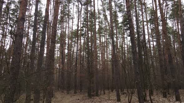 Trees in a Pine Forest During the Day Aerial View