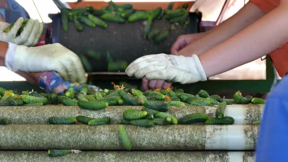 Cucumbers in Production