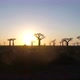 Avenue Of The Baobabs Morondava Madagascar 28 - VideoHive Item for Sale