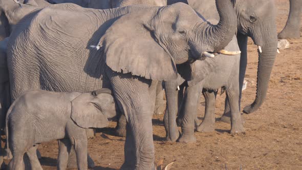 Mother African Bush elephant feeding her calf 