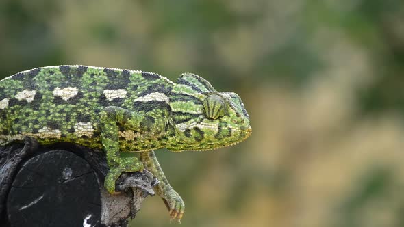 Common Chameleon Looking Around