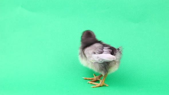 Little Fluffy Chicken on a Green Background Tweets and Walks