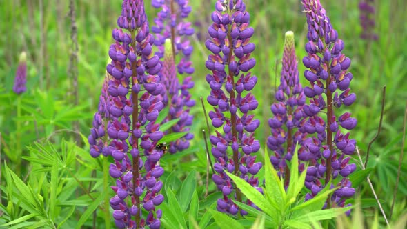 A Bumblebee Insect Pollinates a Purple Lupine Flower in a Lupine Field