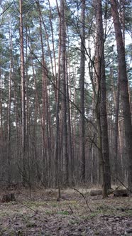 Vertical Video of the Forest Landscape Aerial View Slow Motion