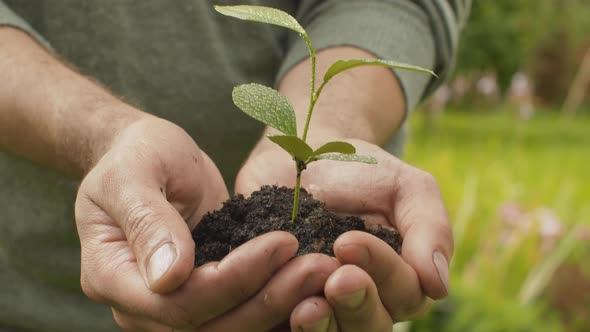 Male Hands Holding a Seedling