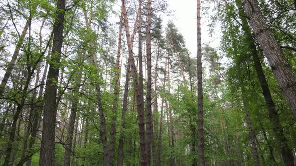 Wild Forest Landscape on a Summer Day