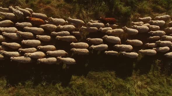 Top View of Walking Sheep.