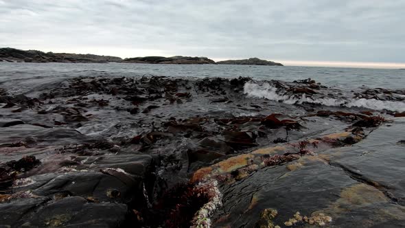 Kelp Kombu - Sea Ribbon Laminaria digitata washing up on rock at Norwegian coastline during late eve