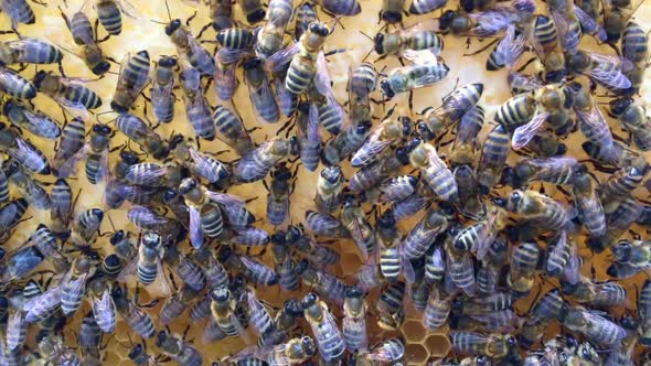 Flying Bees Collect Honey on a Private Apiary