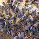 Flying Bees Collect Honey on a Private Apiary - VideoHive Item for Sale