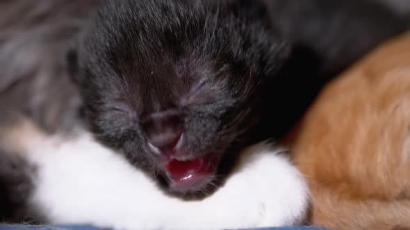 Newborn Black Blind Kitten Hisses with Eyes Closed Lies on Nursing Mother Cat