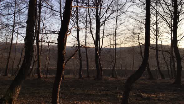 Walking on a forest road, early spring season, with beautiful light coming from sunset