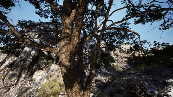 Big Tree Growing on Rocks at the Top of the Mountain